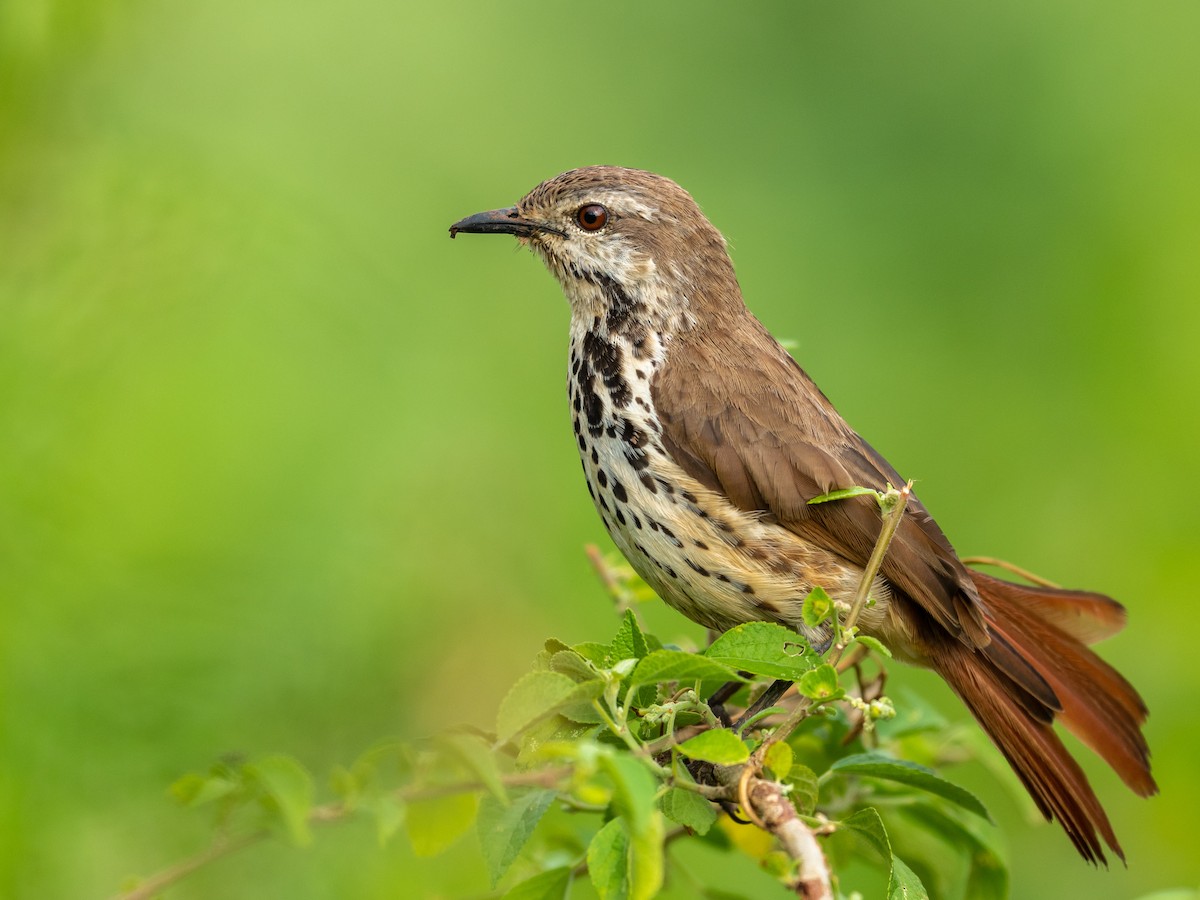 Spotted Morning-Thrush - Jean-Louis  Carlo