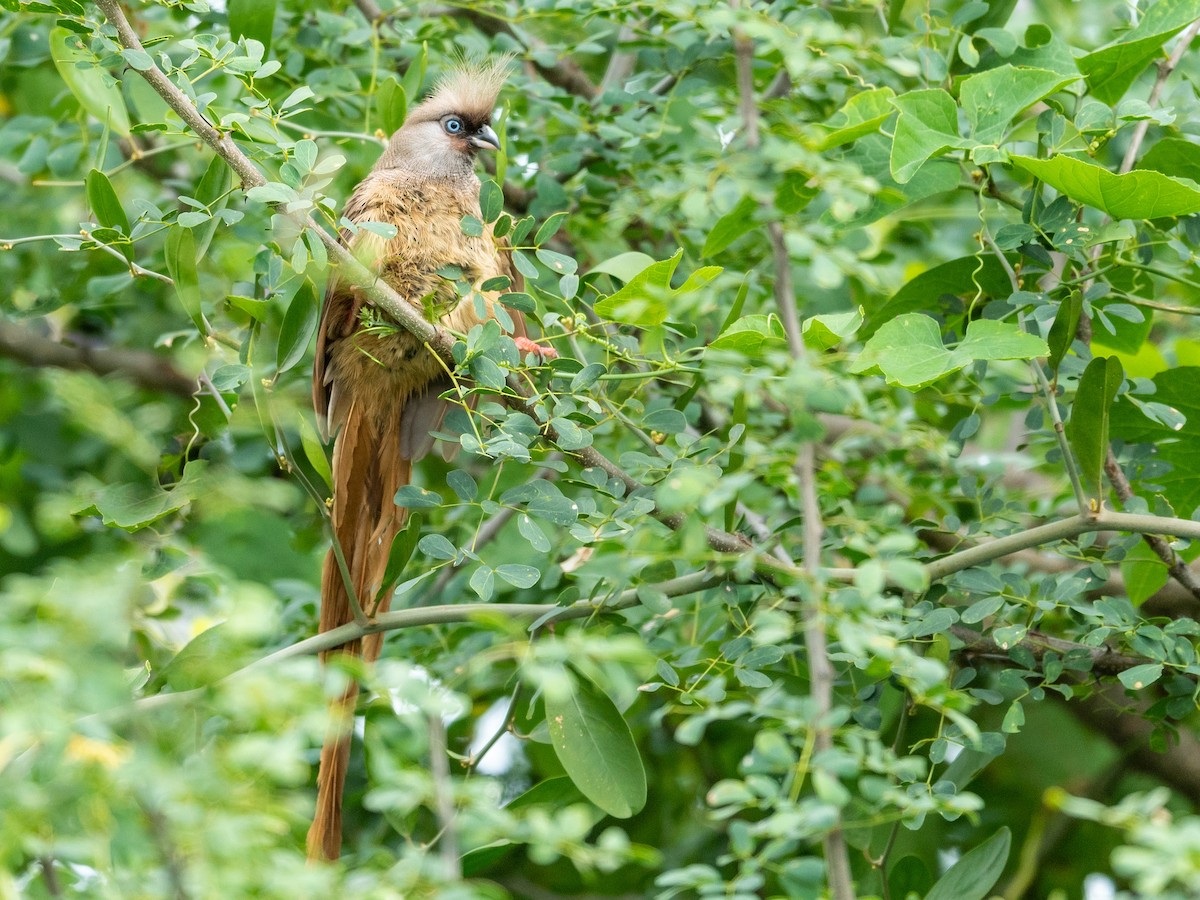 Speckled Mousebird - ML209656131