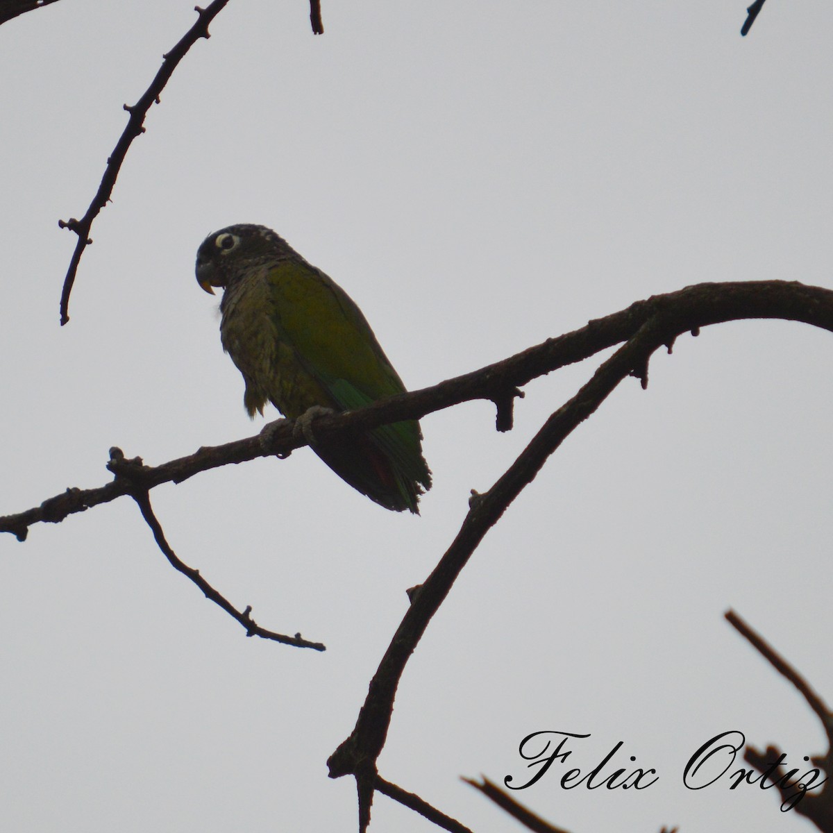 Scaly-headed Parrot - ML209659851