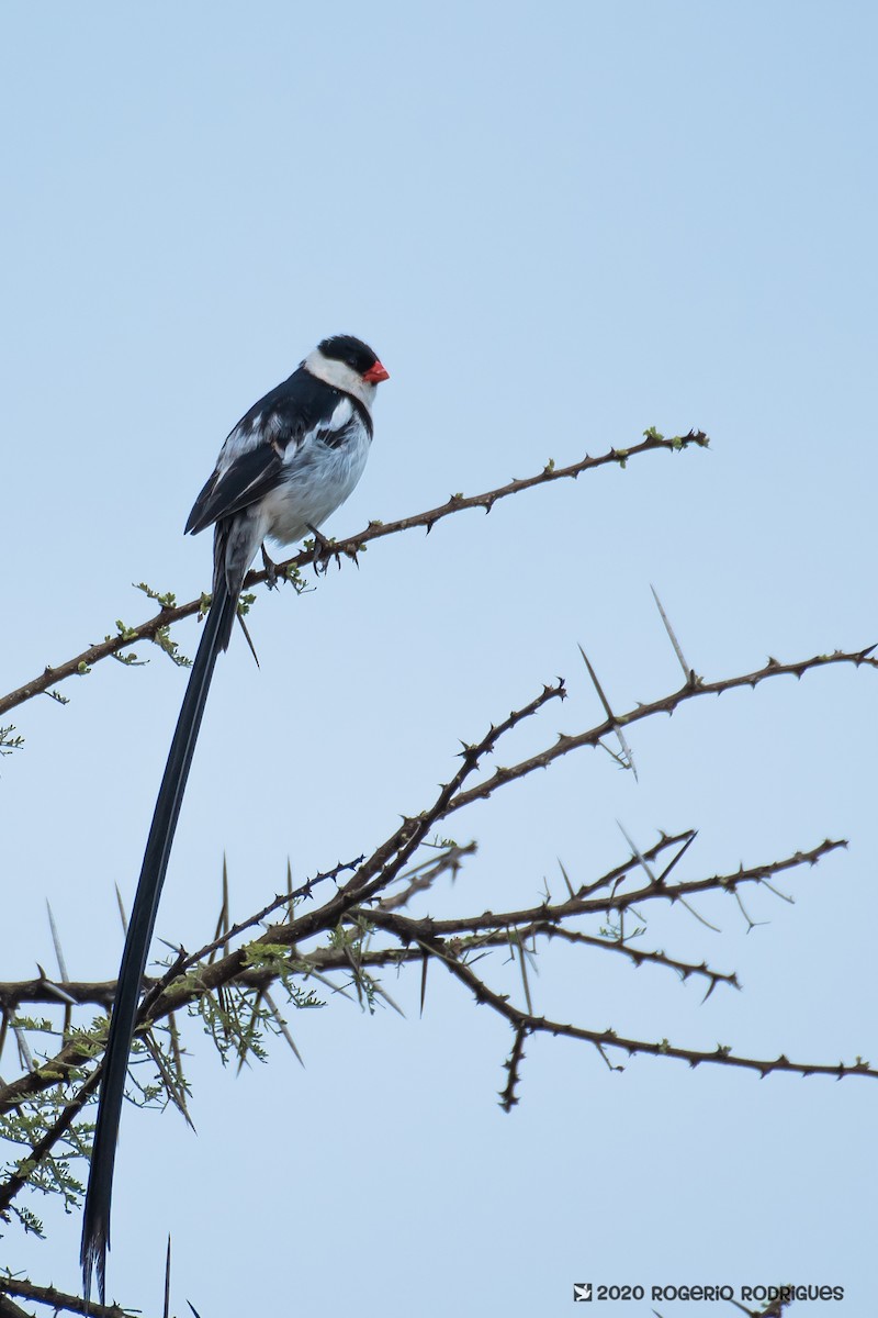 Pin-tailed Whydah - ML209662731