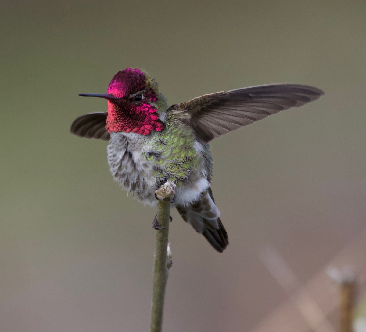 Anna's Hummingbird - Liam Ragan