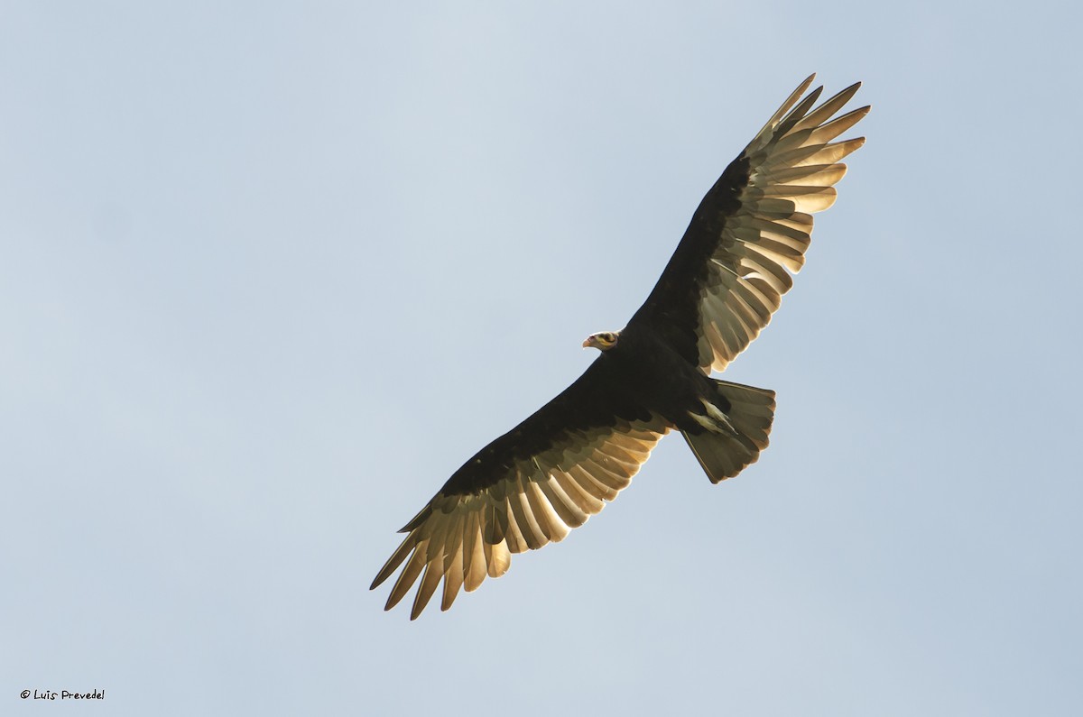 Lesser Yellow-headed Vulture - ML209677701