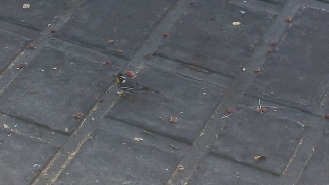 Yellow-throated Warbler - ML209680541
