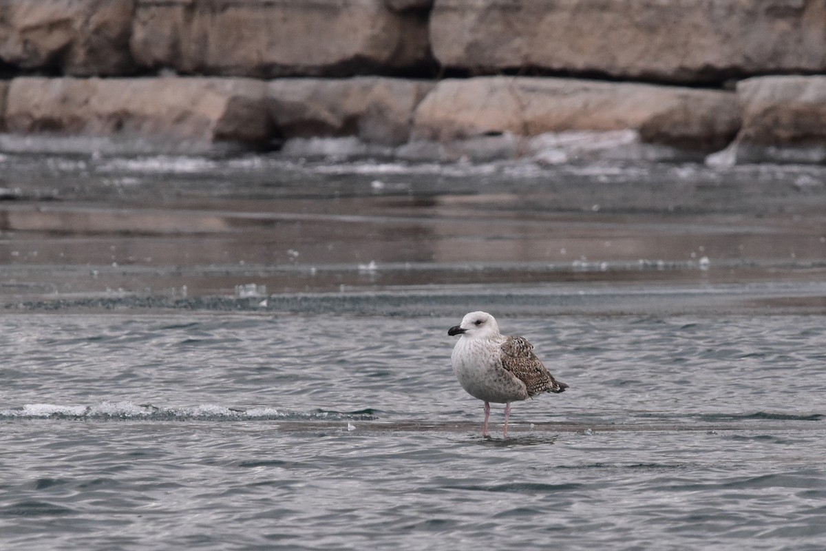Great Black-backed Gull - Kaitlin Brough