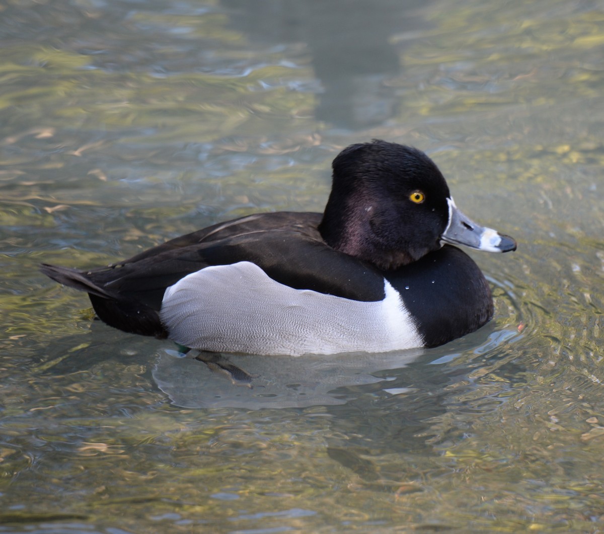 Ring-necked Duck - Alan Barbour