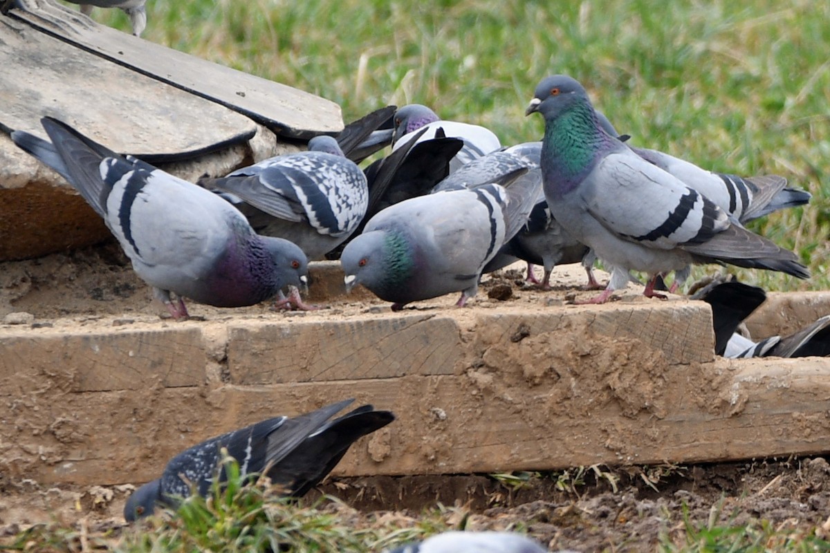 Rock Pigeon (Feral Pigeon) - Timothy Carstens