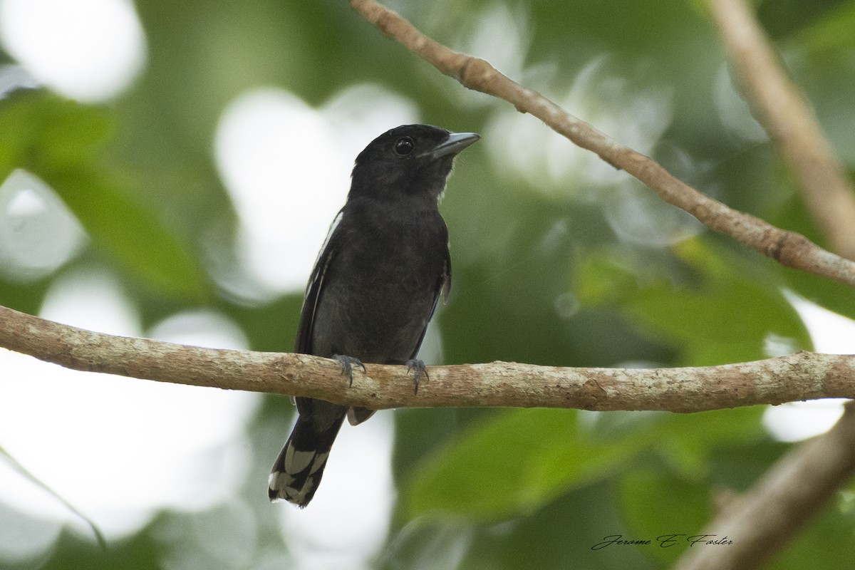 White-winged Becard - Jerome Foster