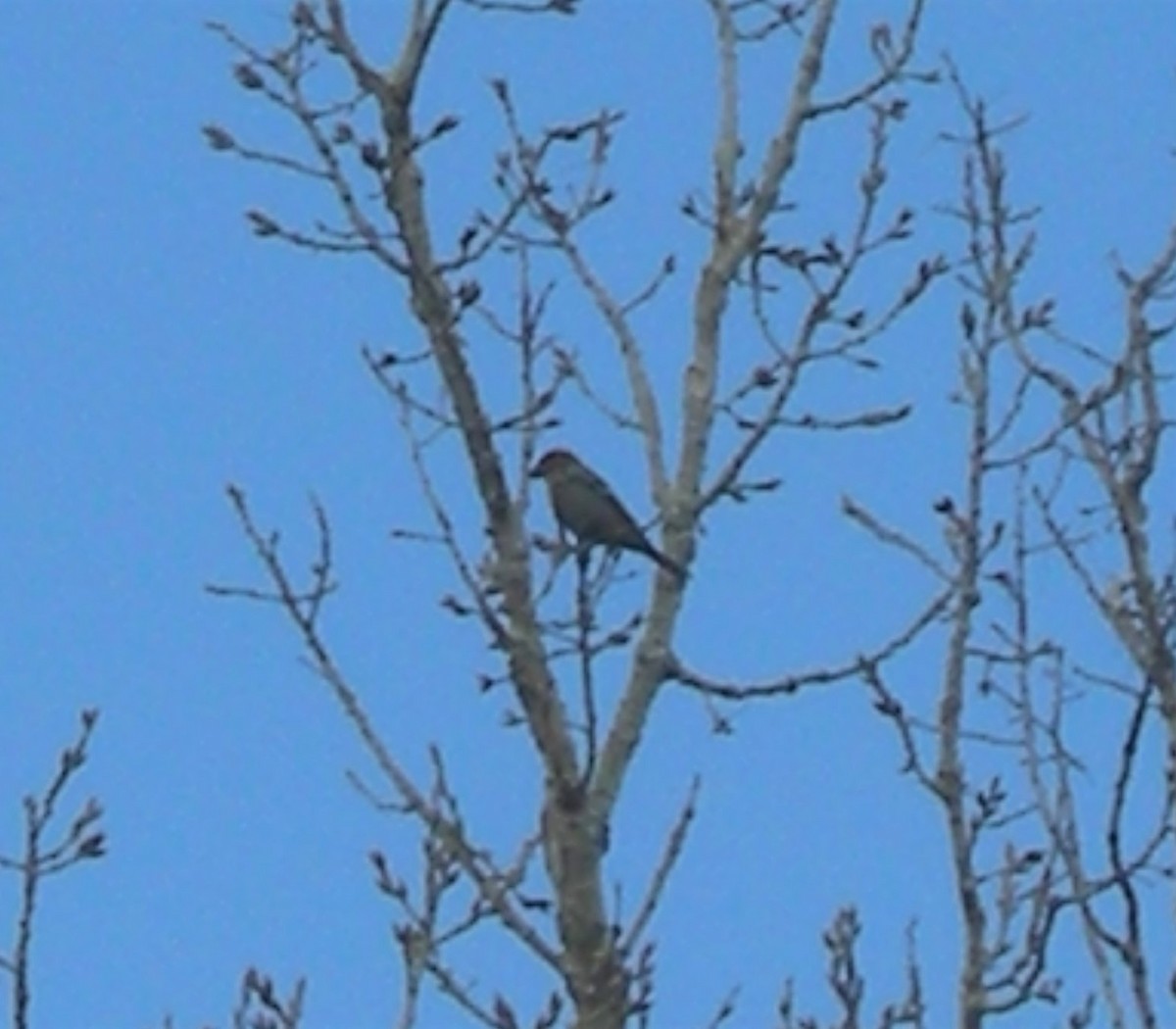 eBird Checklist - 16 Feb 2020 - Bundy Bridge Fishing Access Site - 7