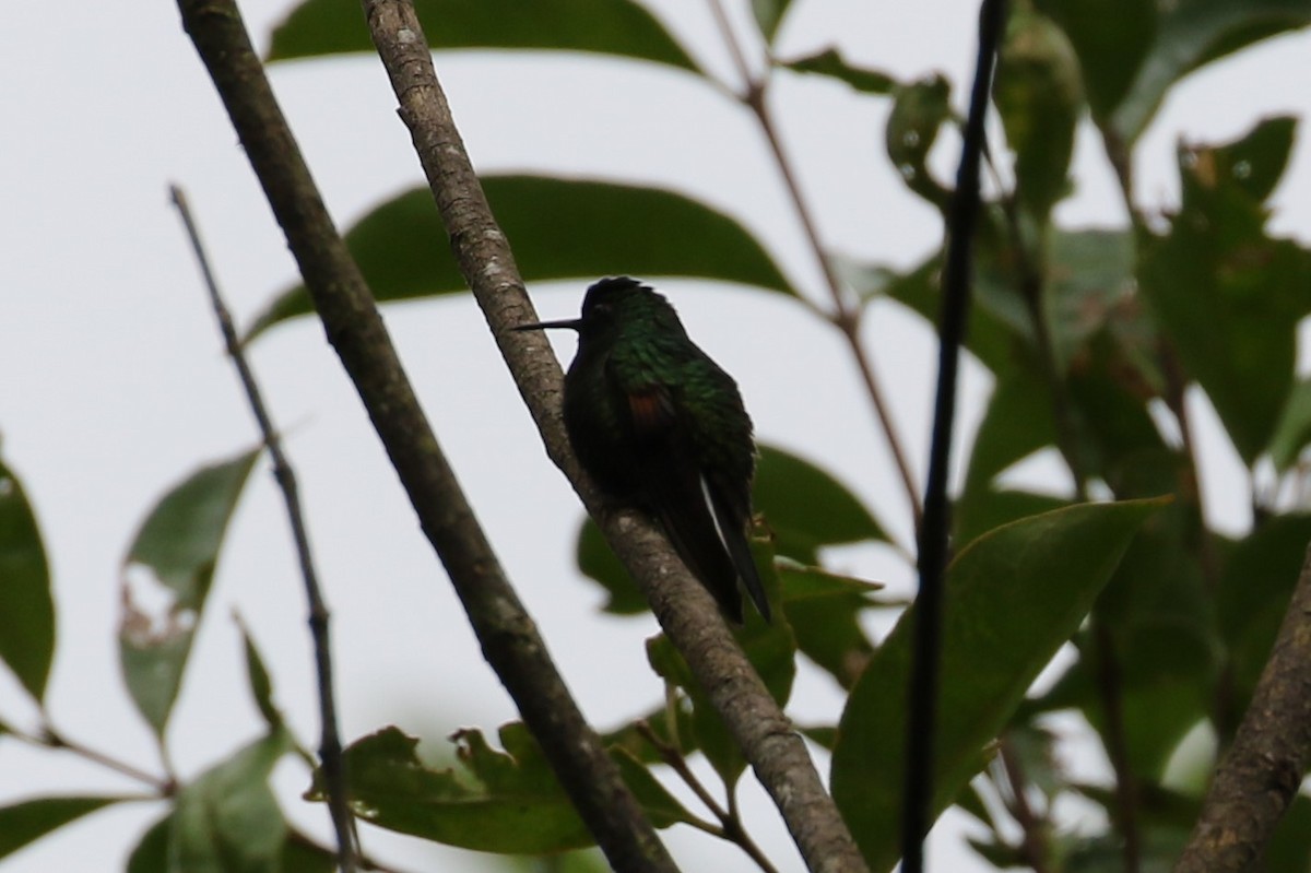 Black-bellied Hummingbird - ML209712241