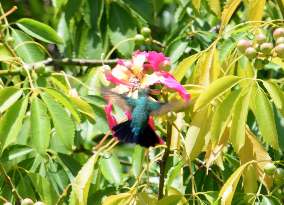 kolibřík lesklobřichý - ML209718601