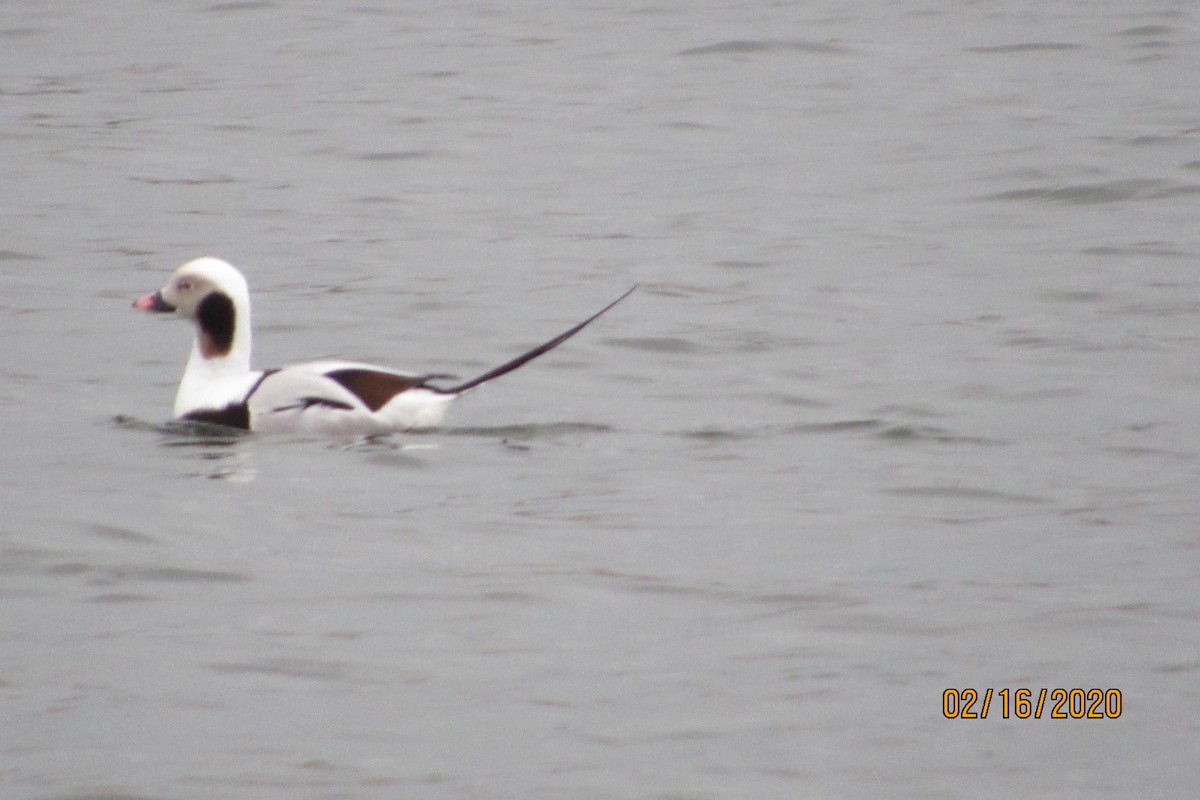 Long-tailed Duck - ML209721681