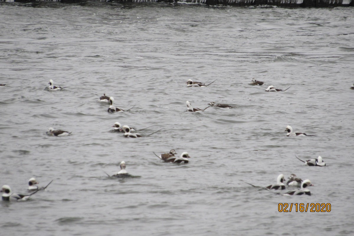 Long-tailed Duck - ML209721721
