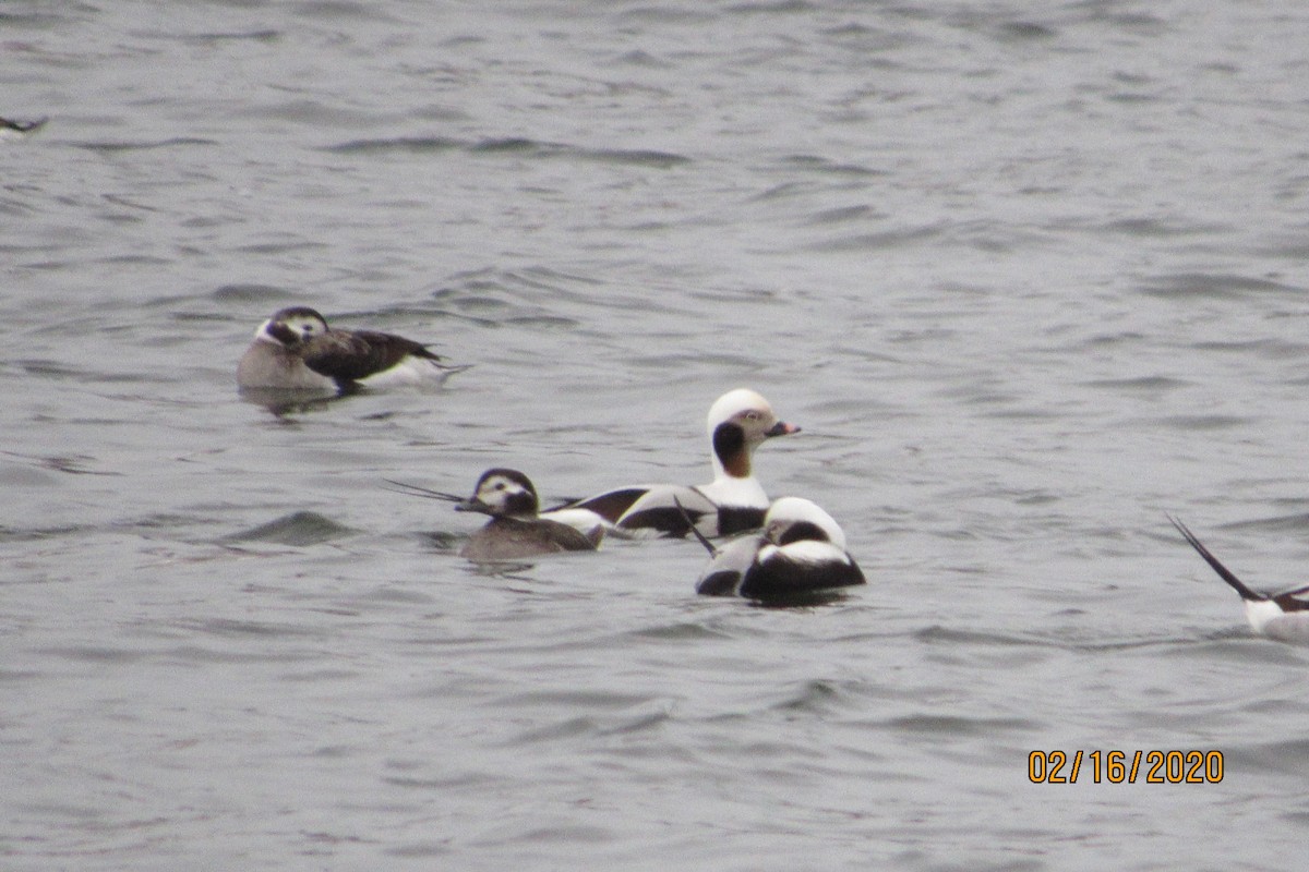 Long-tailed Duck - ML209721731