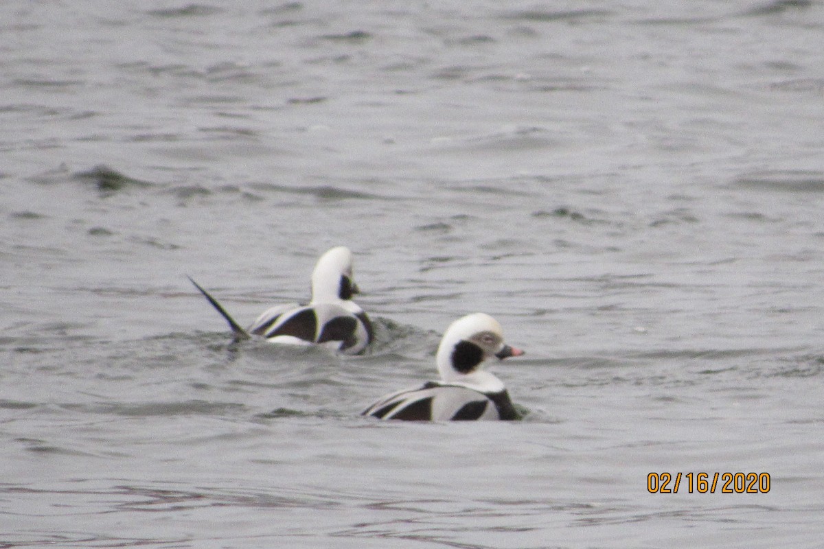 Long-tailed Duck - ML209723161