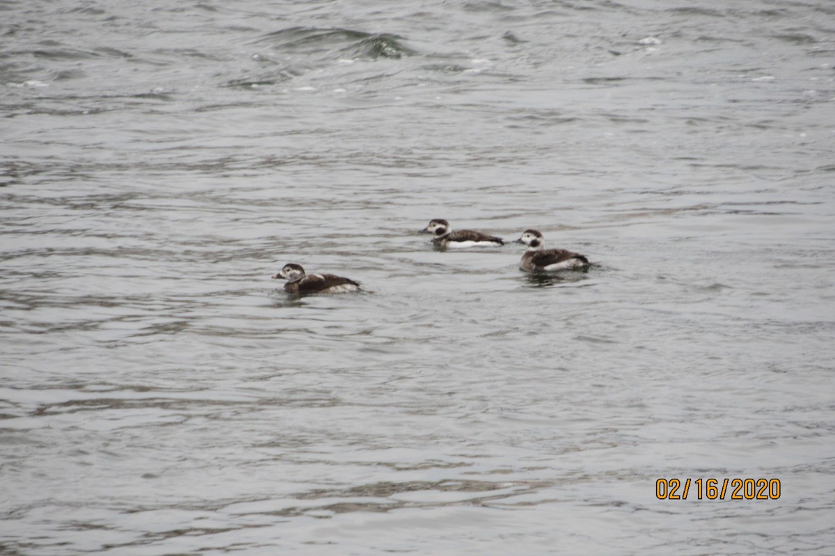 Long-tailed Duck - ML209723261