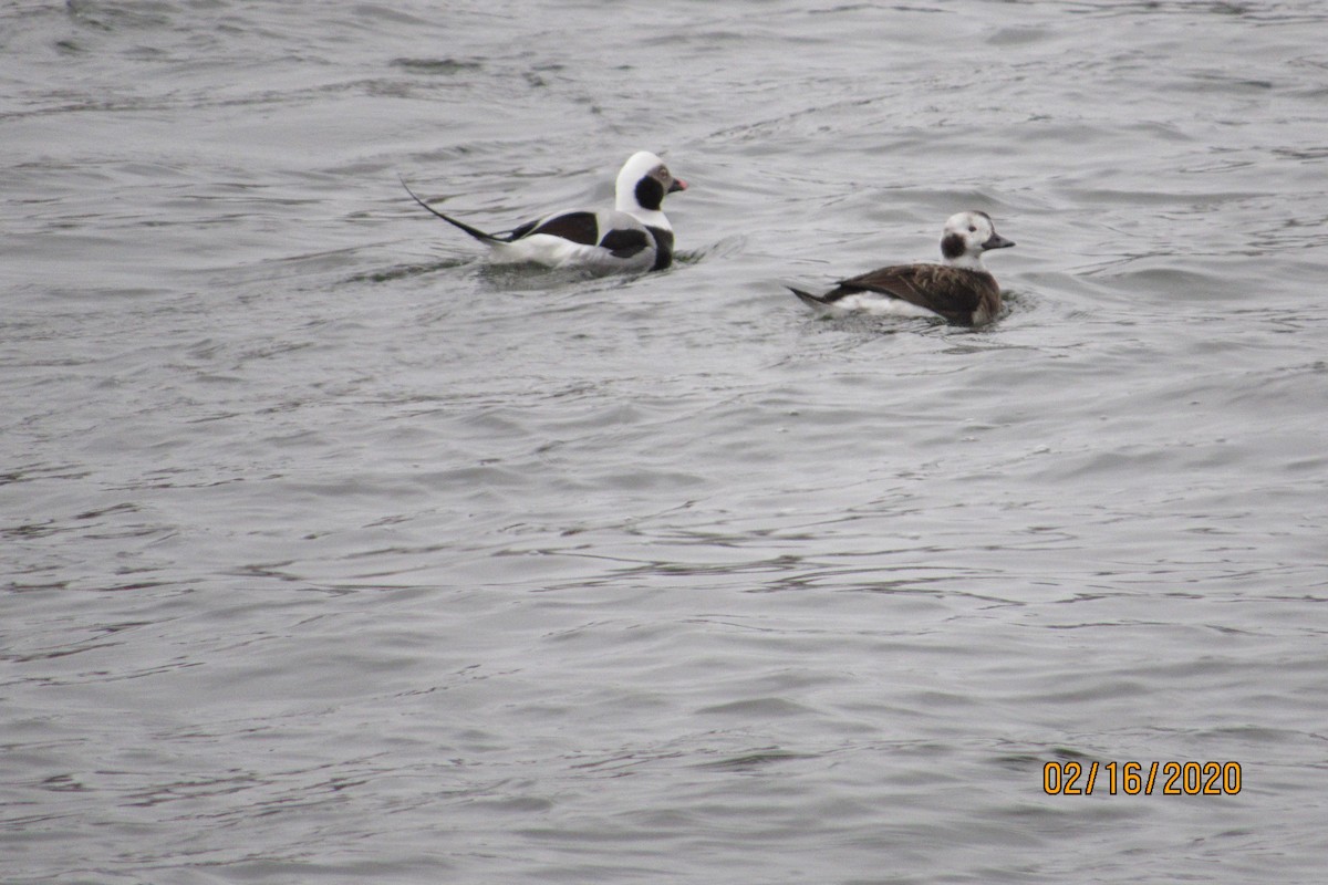 Long-tailed Duck - ML209723291