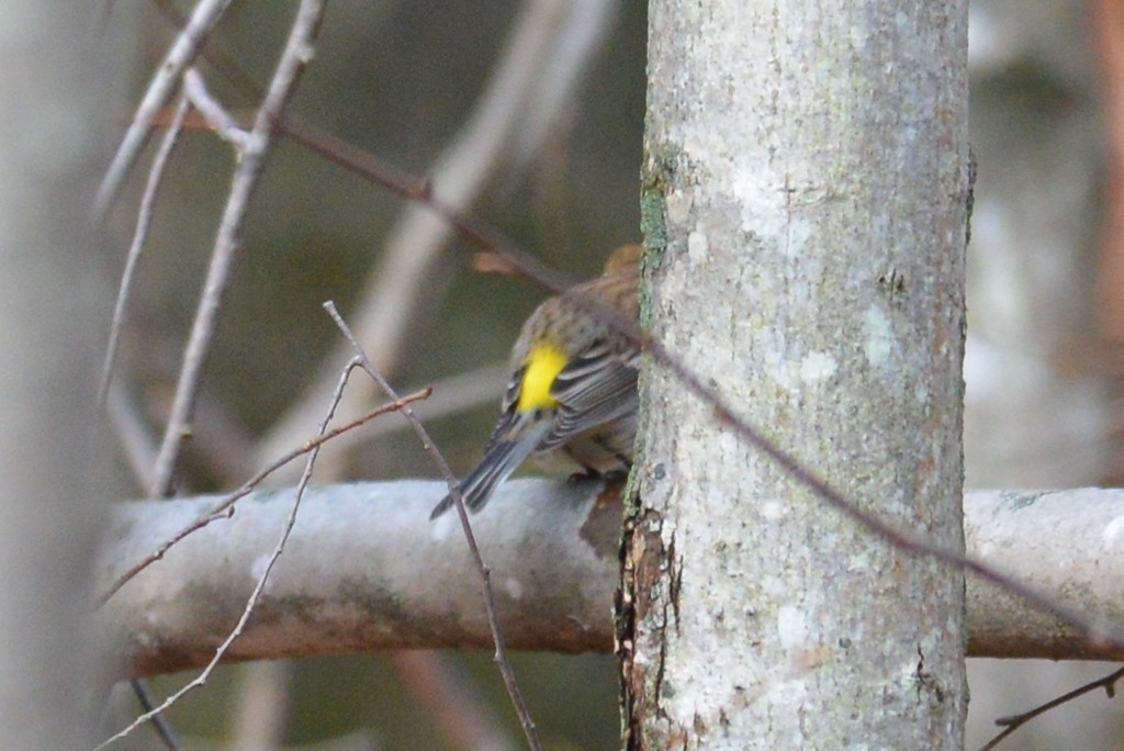 Yellow-rumped Warbler - ML20972541