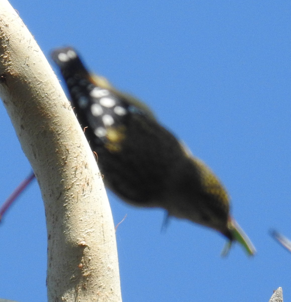 Spotted Pardalote (Spotted) - ML209728331