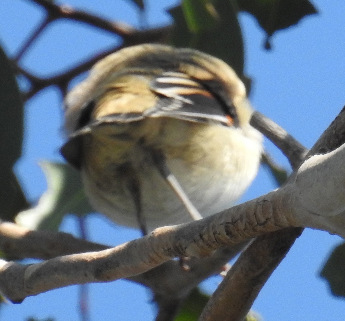 Spotted Pardalote (Spotted) - ML209728391