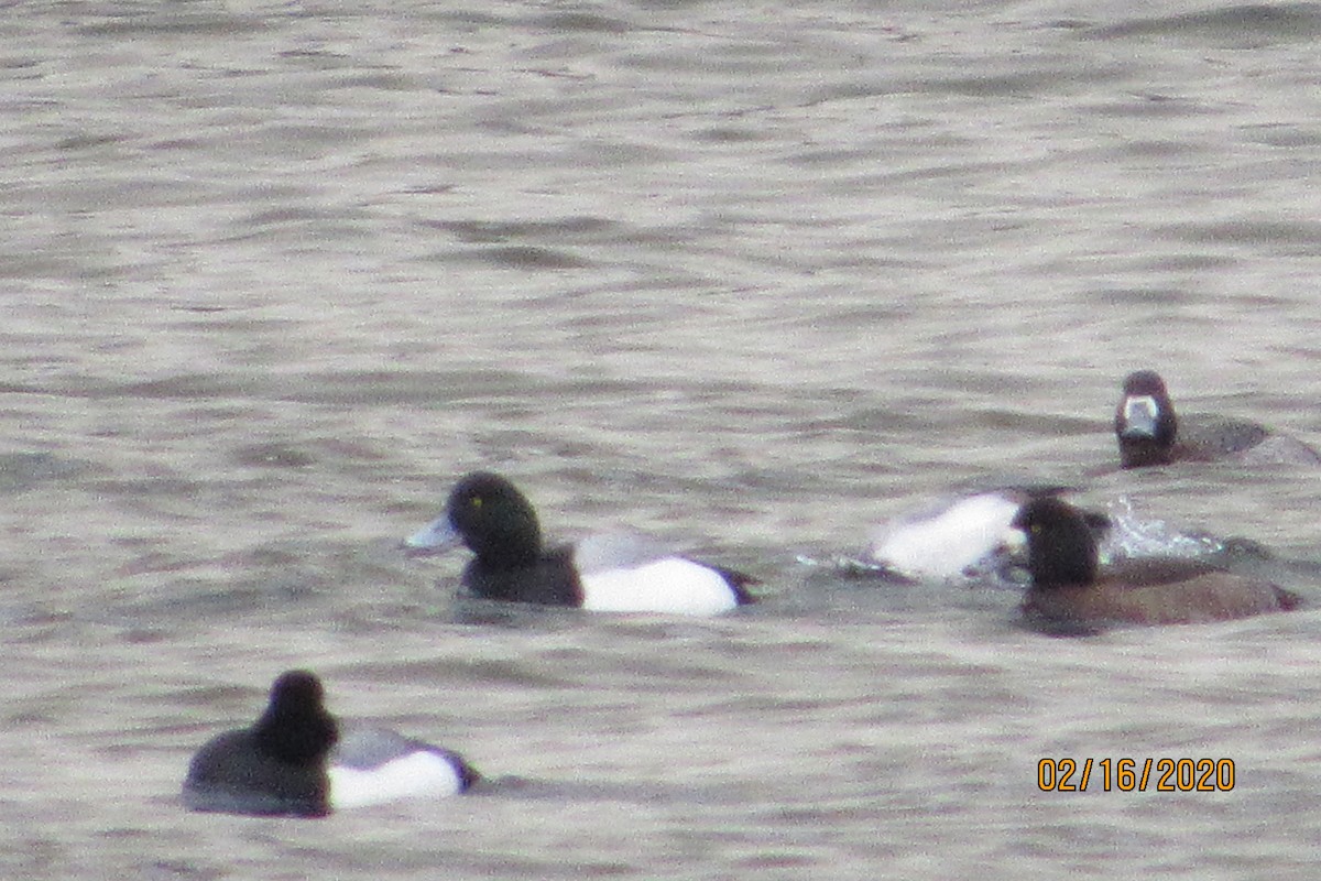 Greater Scaup - ML209728891