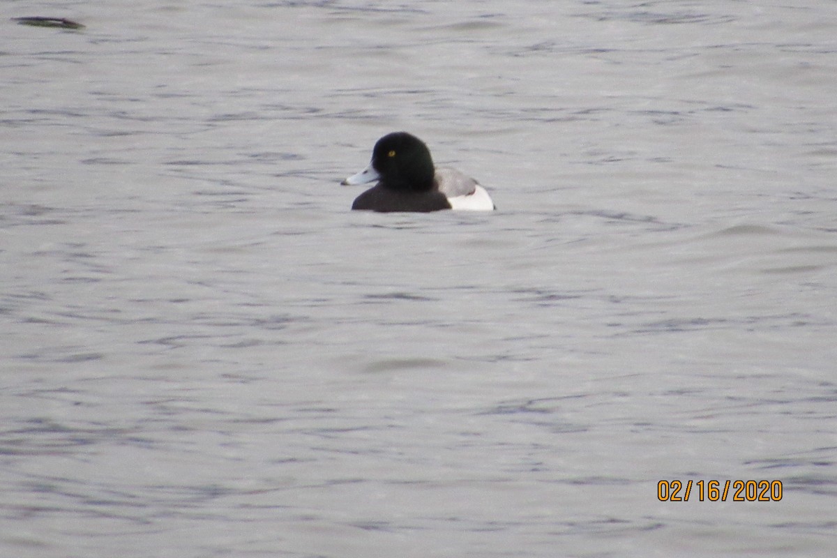 Greater Scaup - ML209728921