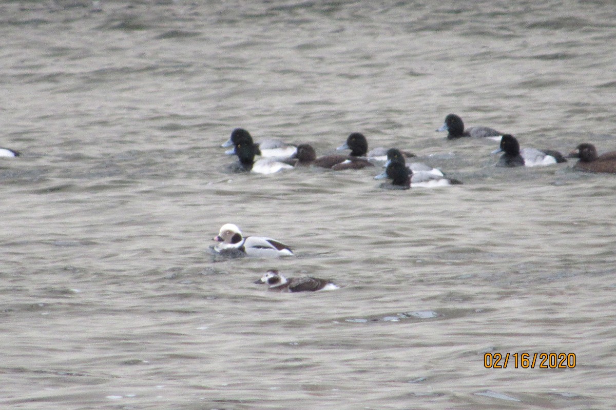 Greater Scaup - ML209729111
