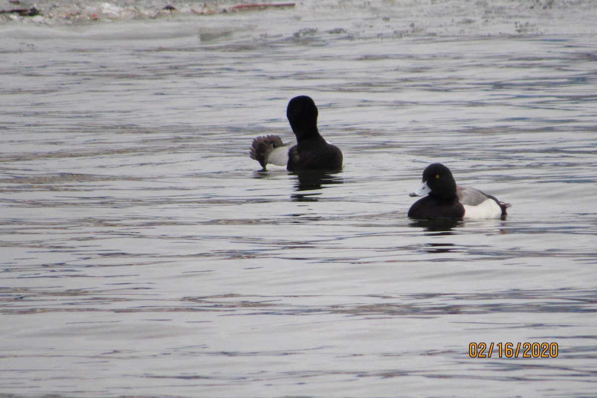 Greater Scaup - ML209729181