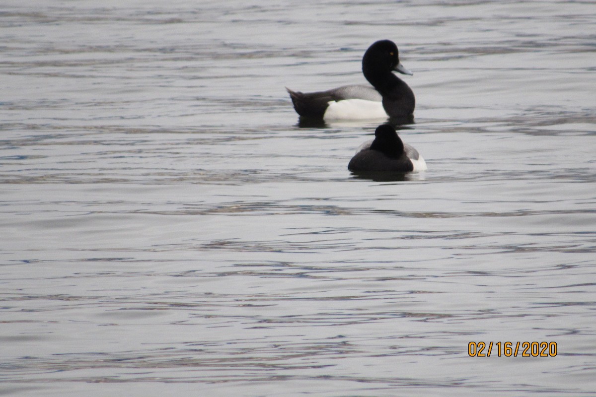 Greater Scaup - ML209729321