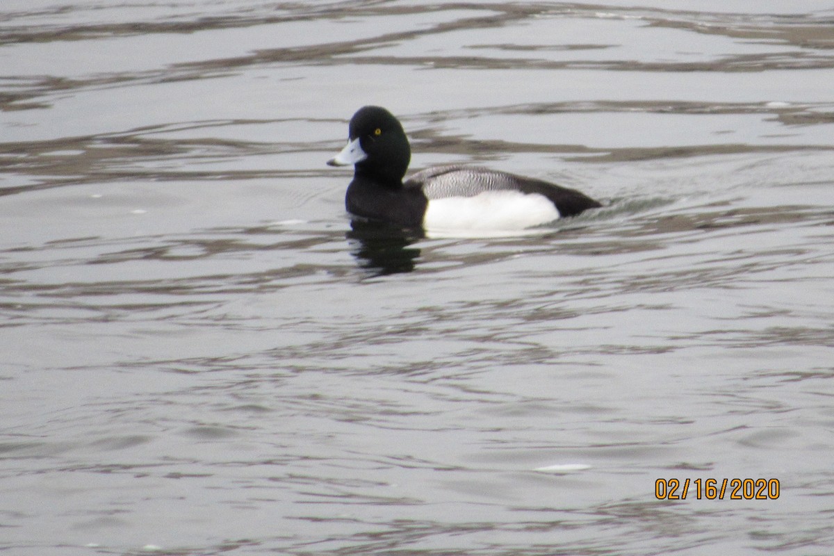 Greater Scaup - ML209729331