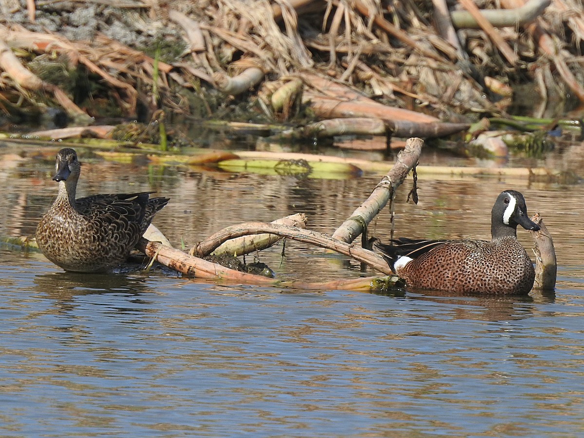 Blue-winged Teal - ML209732561