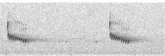Поплітник каролінський - ML209734451