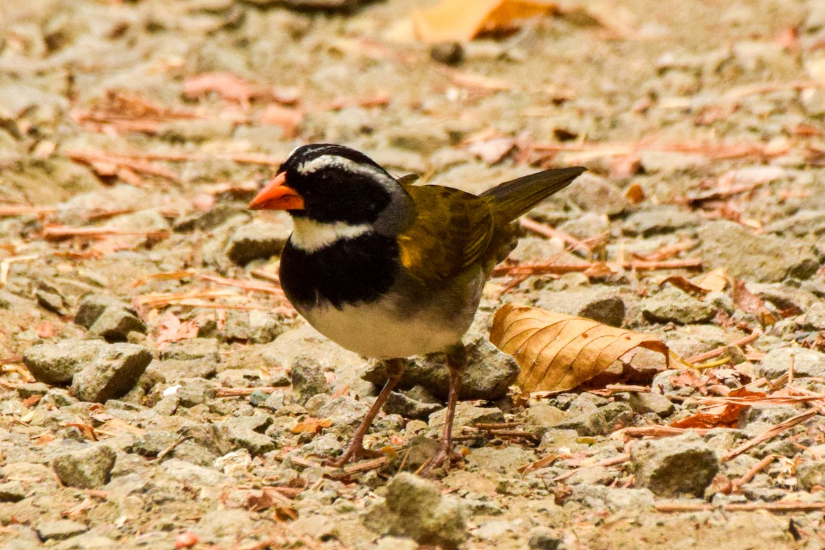 Orange-billed Sparrow - ML209734581