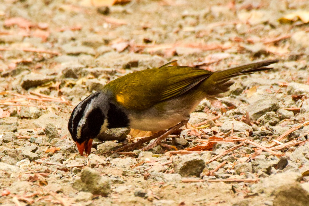 Orange-billed Sparrow - ML209734841