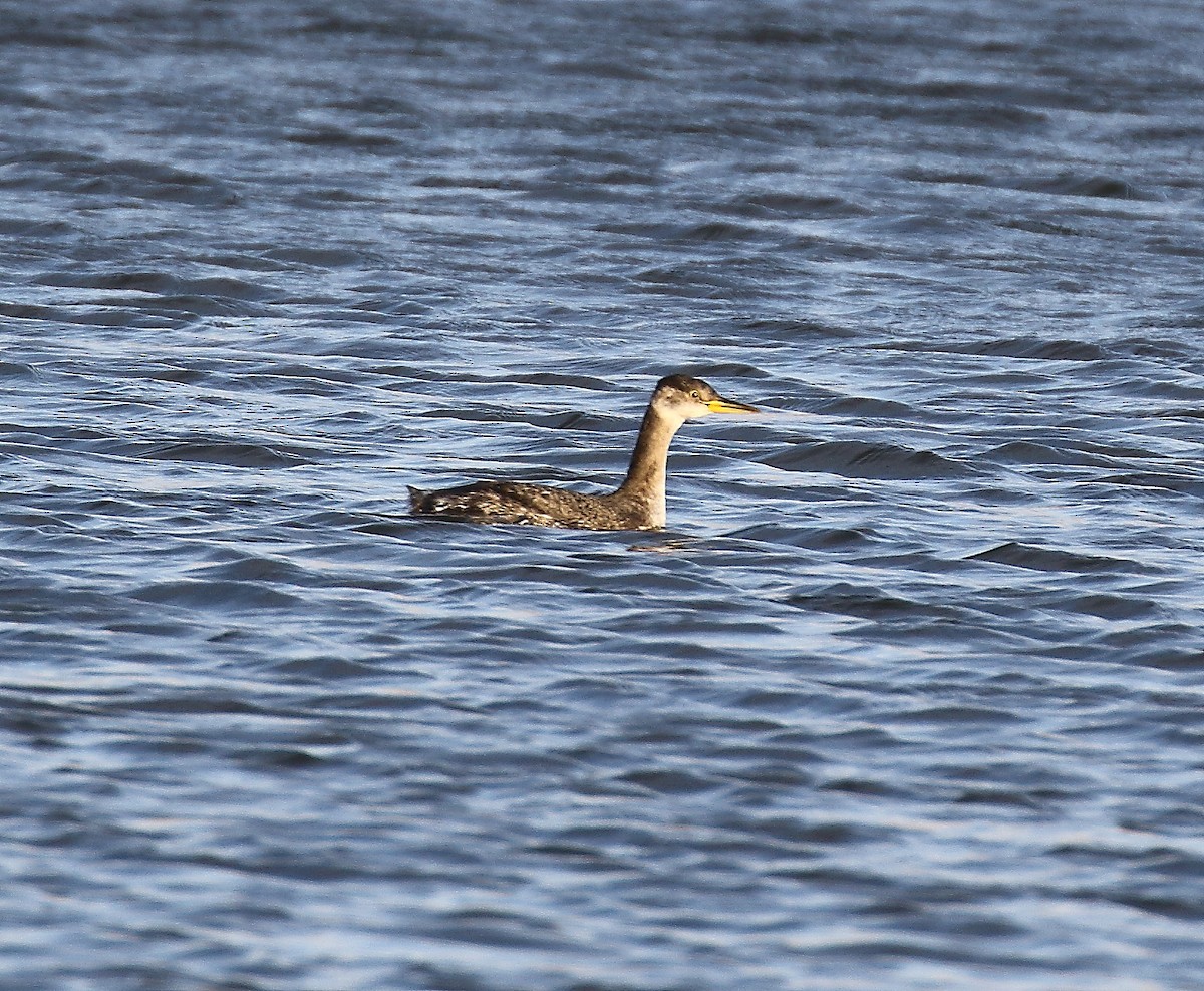 Red-necked Grebe - ML209734921