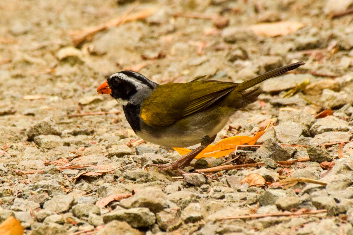 Orange-billed Sparrow - ML209734941