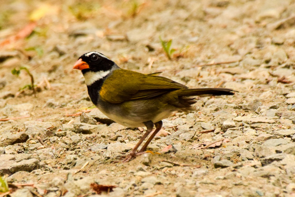 Orange-billed Sparrow - ML209734951