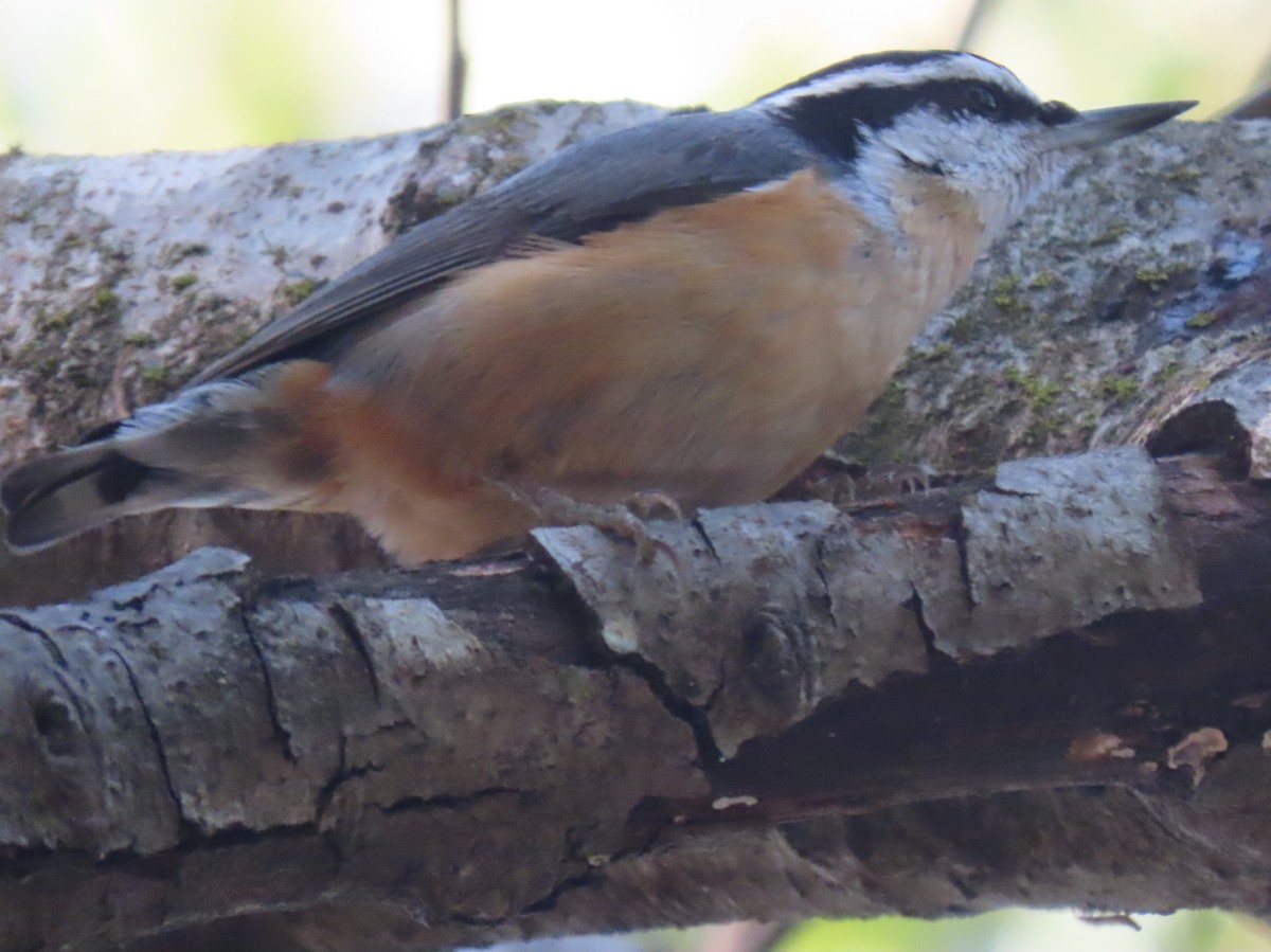 Red-breasted Nuthatch - ML209737431