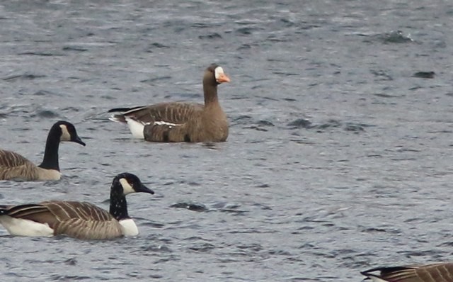 Greater White-fronted Goose - Yves Gauthier (Mtl)