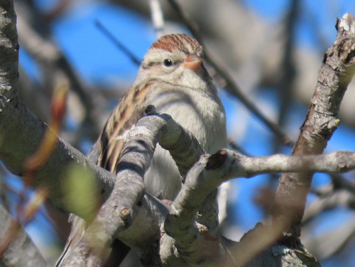 Chipping Sparrow - ML209737811