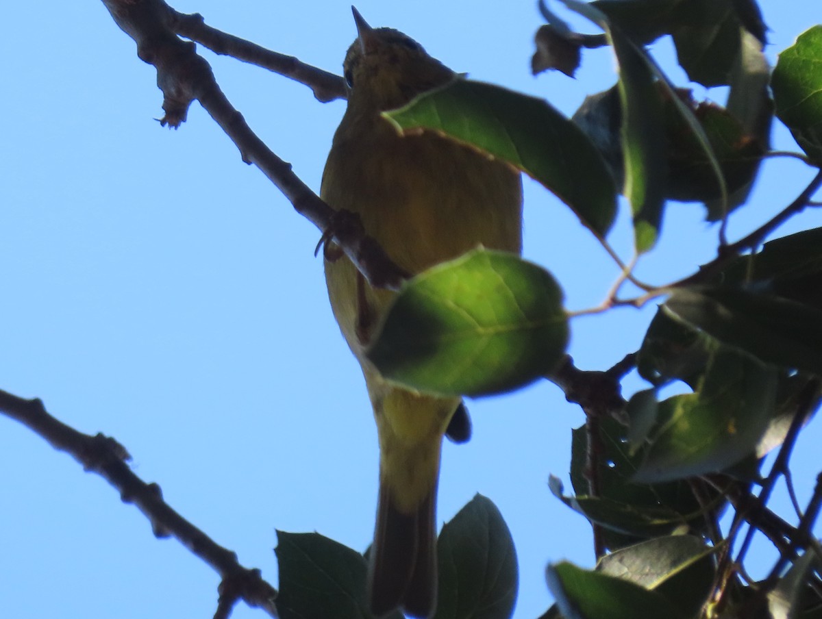 Orange-crowned Warbler - ML209738031