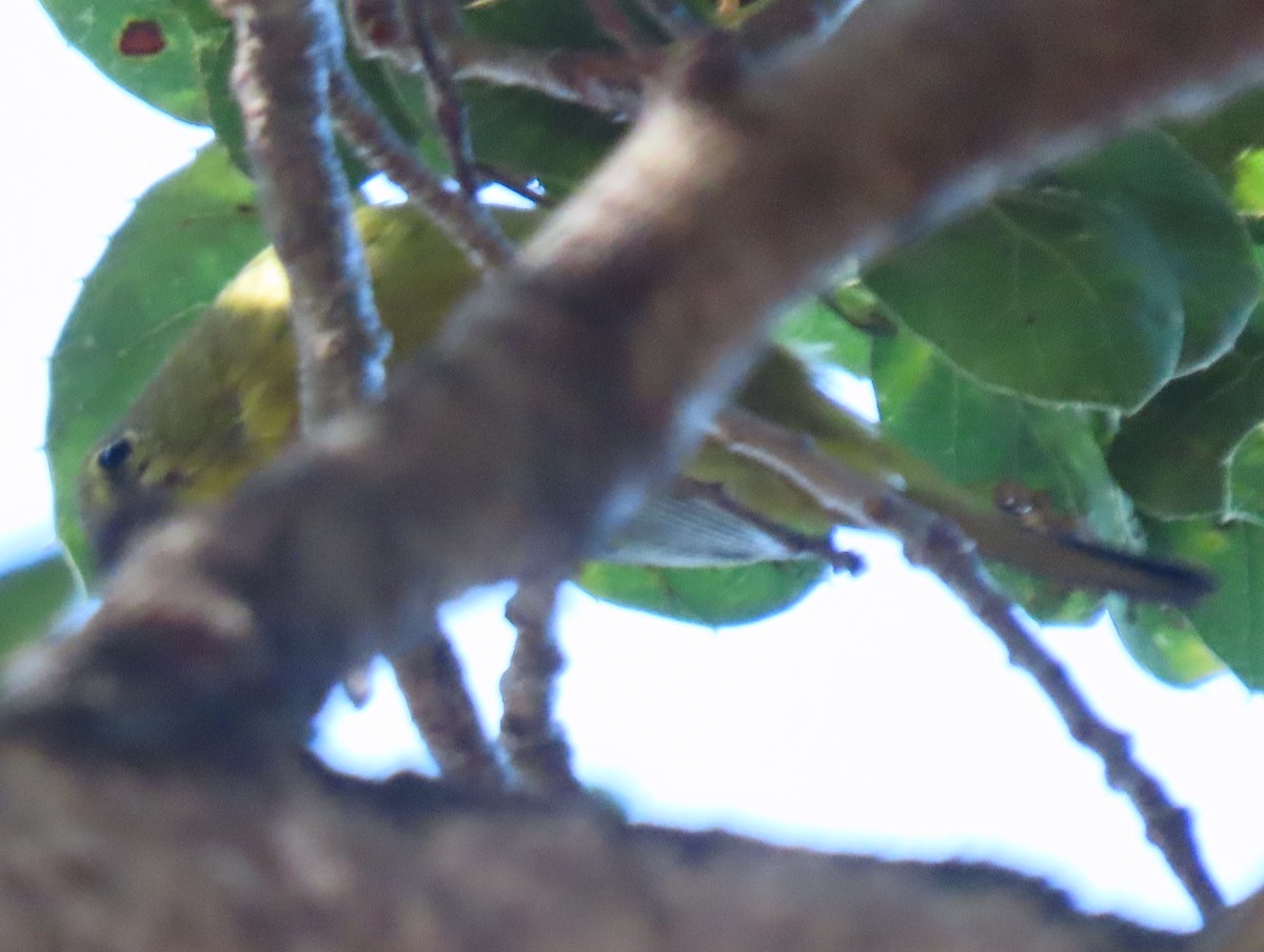 Orange-crowned Warbler - ML209738151