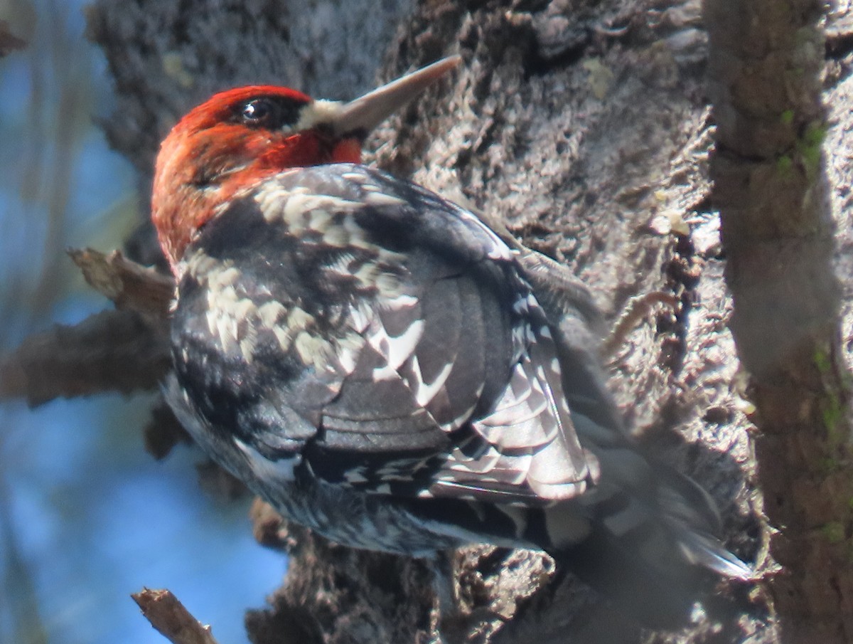 Red-breasted Sapsucker - ML209738181