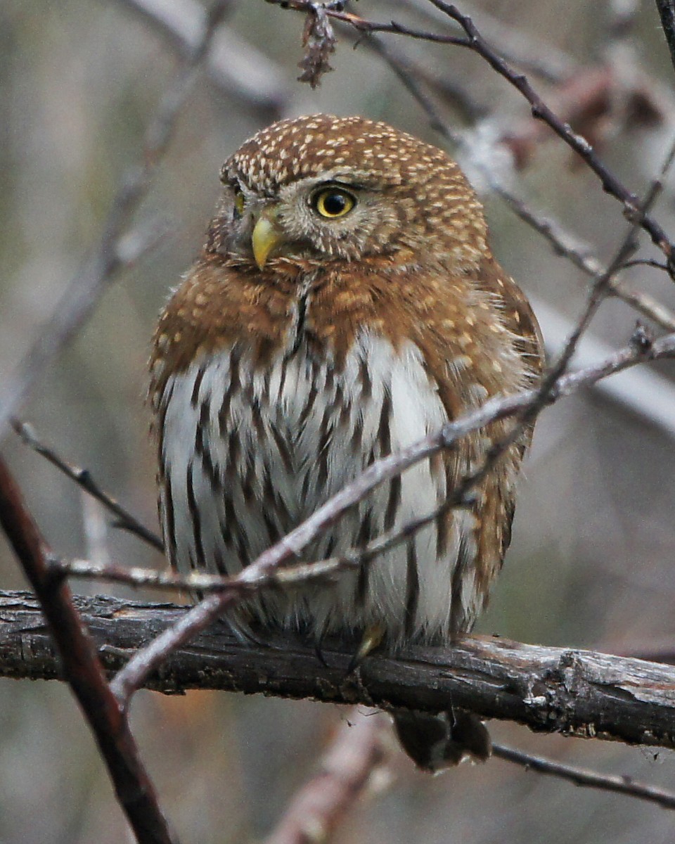 Northern Pygmy-Owl - Michael Smith
