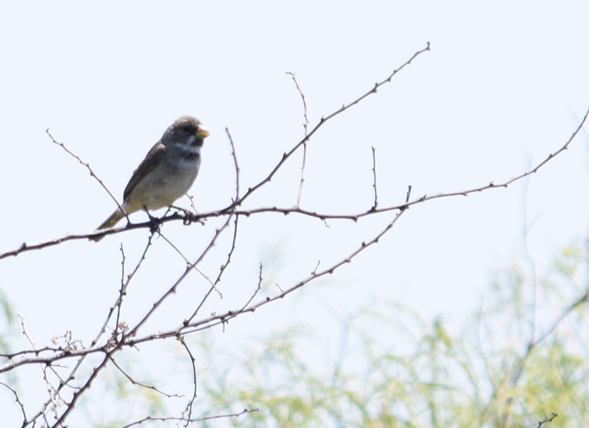 Double-collared Seedeater - ML209740861