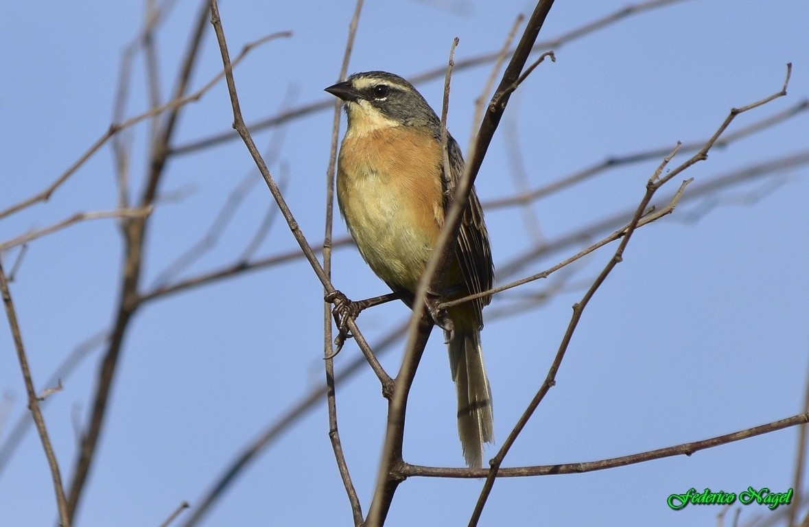 Long-tailed Reed Finch - ML209744051