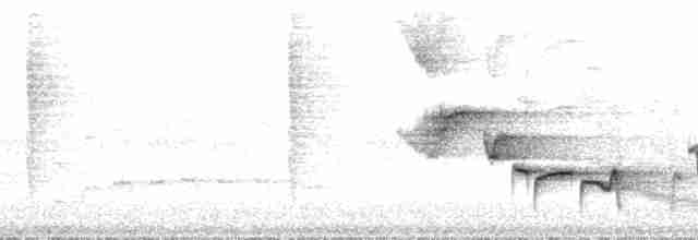 White-breasted Wood-Wren (Cherrie's) - ML209751