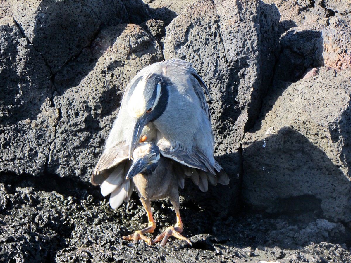 Yellow-crowned Night Heron (Galapagos) - Stepfanie Aguillon