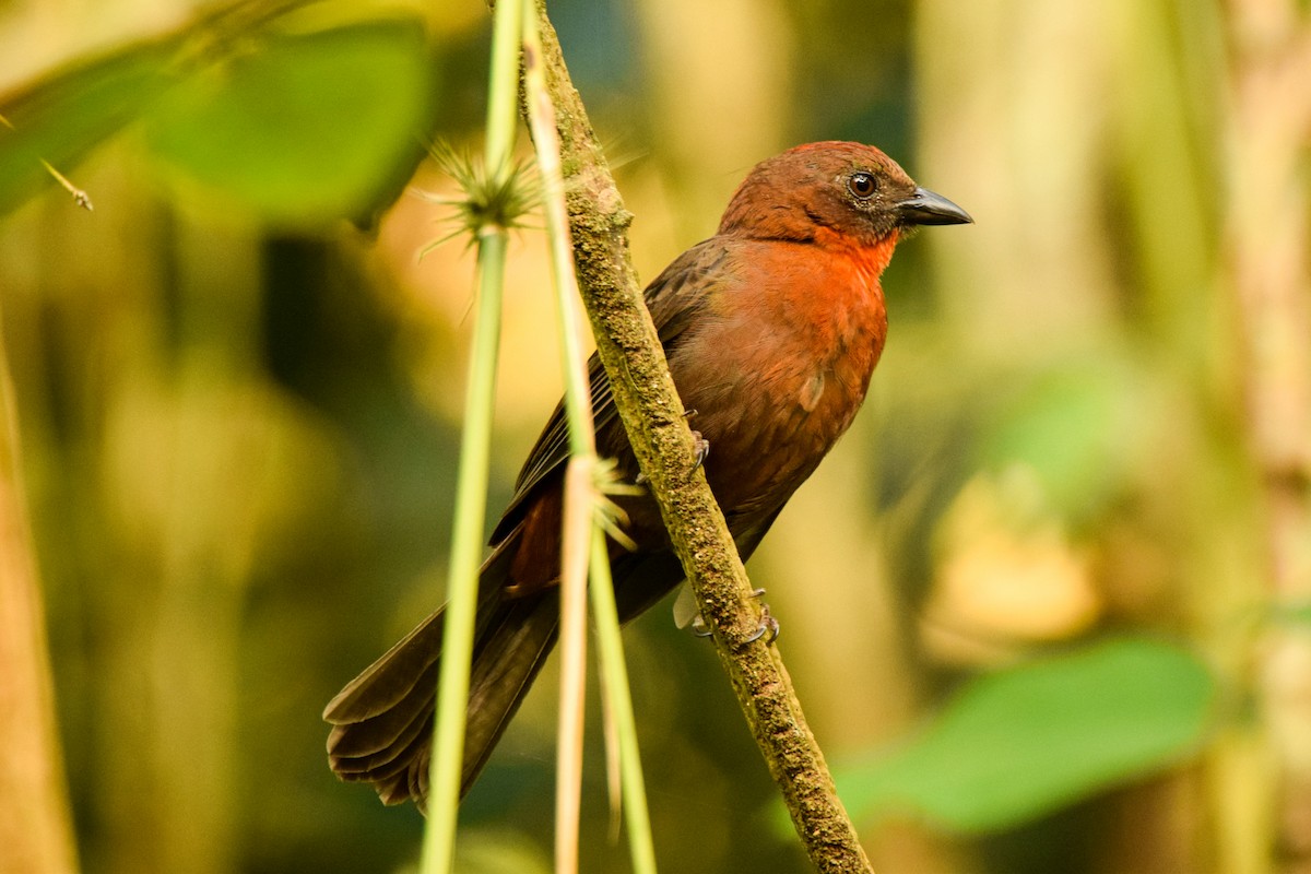 Red-throated Ant-Tanager - ML209753361