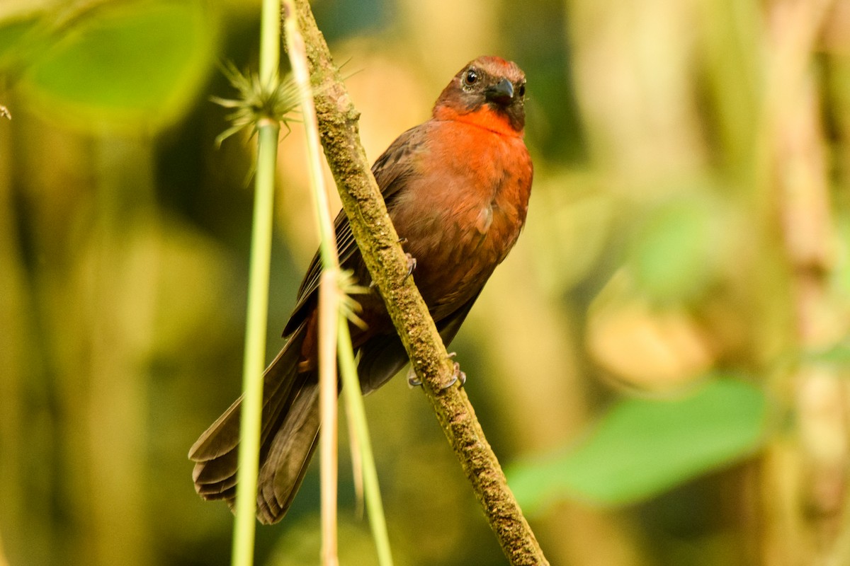 Red-throated Ant-Tanager - ML209753841