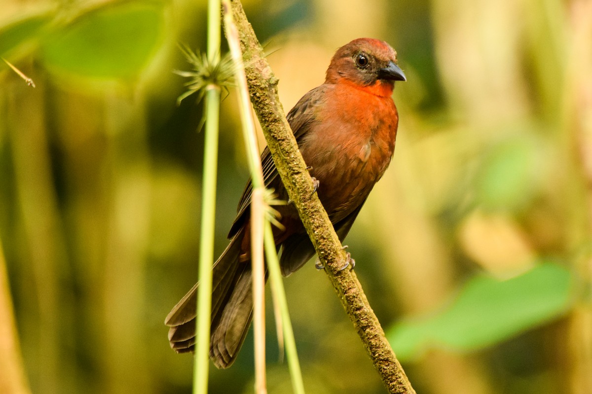 Red-throated Ant-Tanager - Alison Bentley